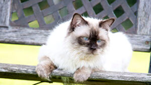 Picture of SofficiNuvole WhiteAngels Keanu Reeves