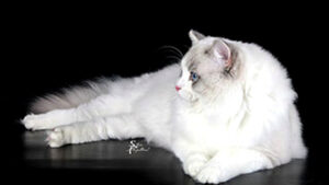 Picture of Ragisternchens Casanova