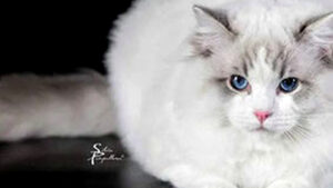 Picture of Ragisternchens Casanova