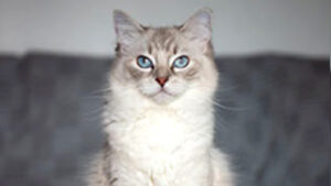 Picture of Silmarilions Belthil
