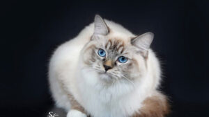 Picture of WhiteAngels Odette