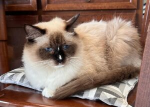 Picture of L'amore di Gemma Olia