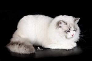 Picture of Ragisternchens Casanova