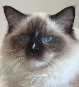 Picture of WhiteAngels Pandora