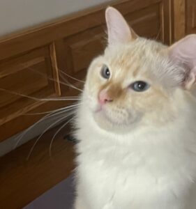 Picture of WhiteAngels Red One