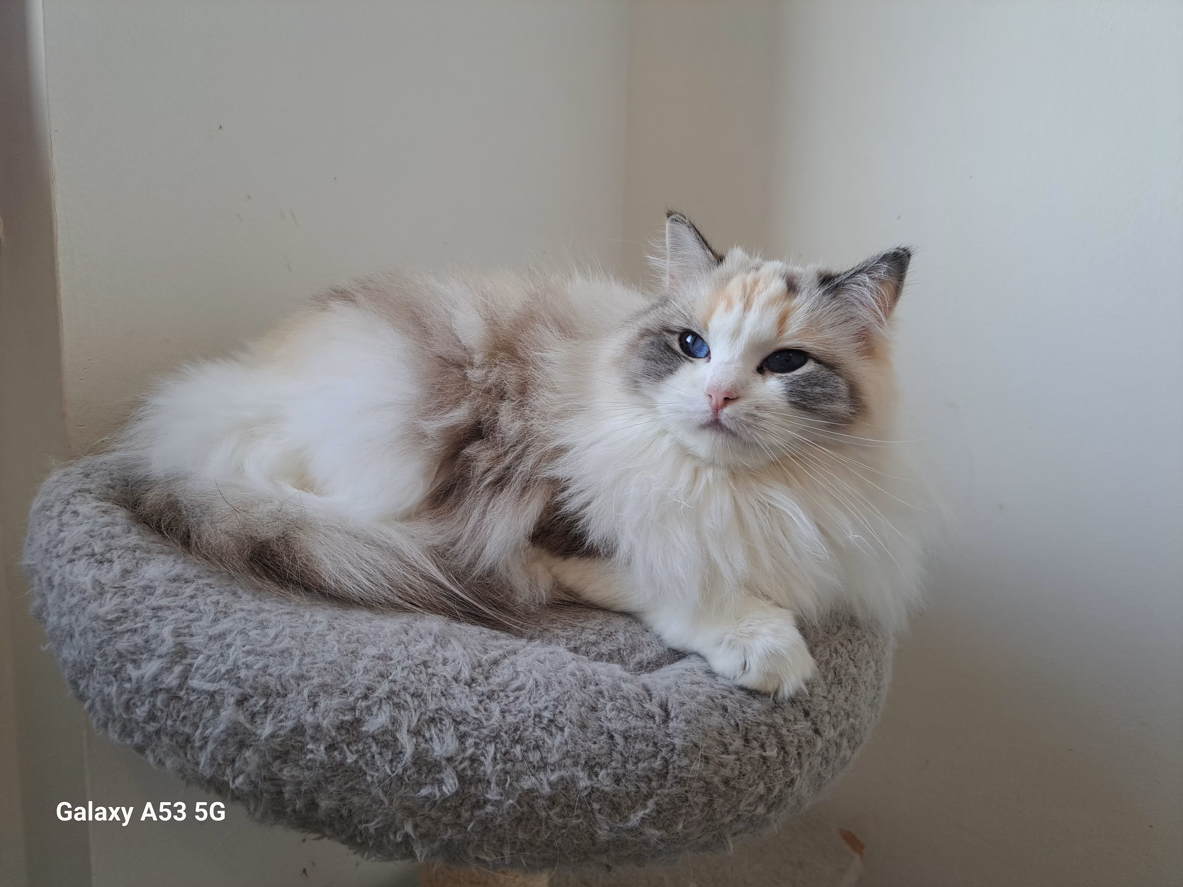 Picture of WhiteAngels Rosemary