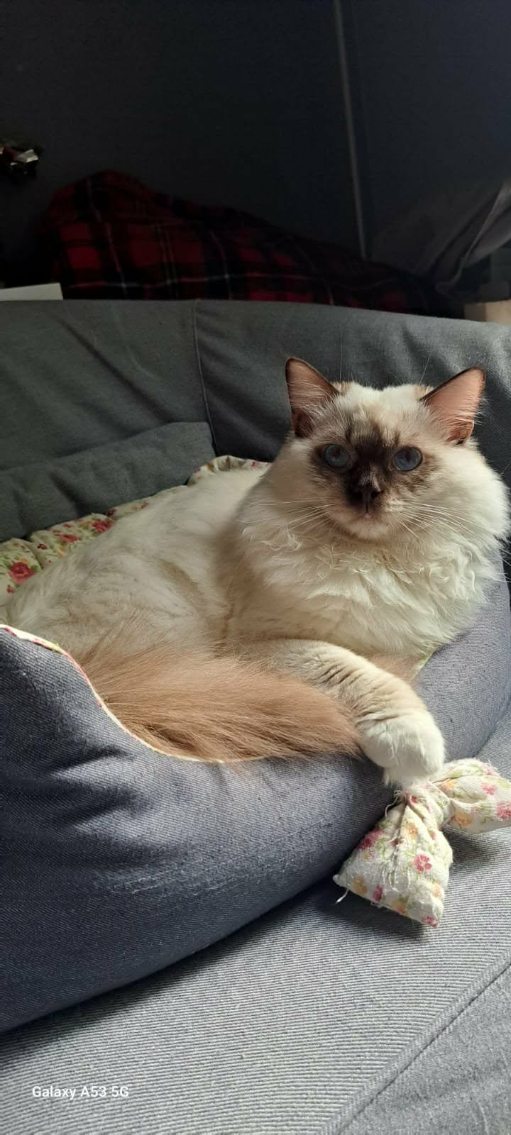 Picture of LittleBlessings Clark Kent of WhiteAngels