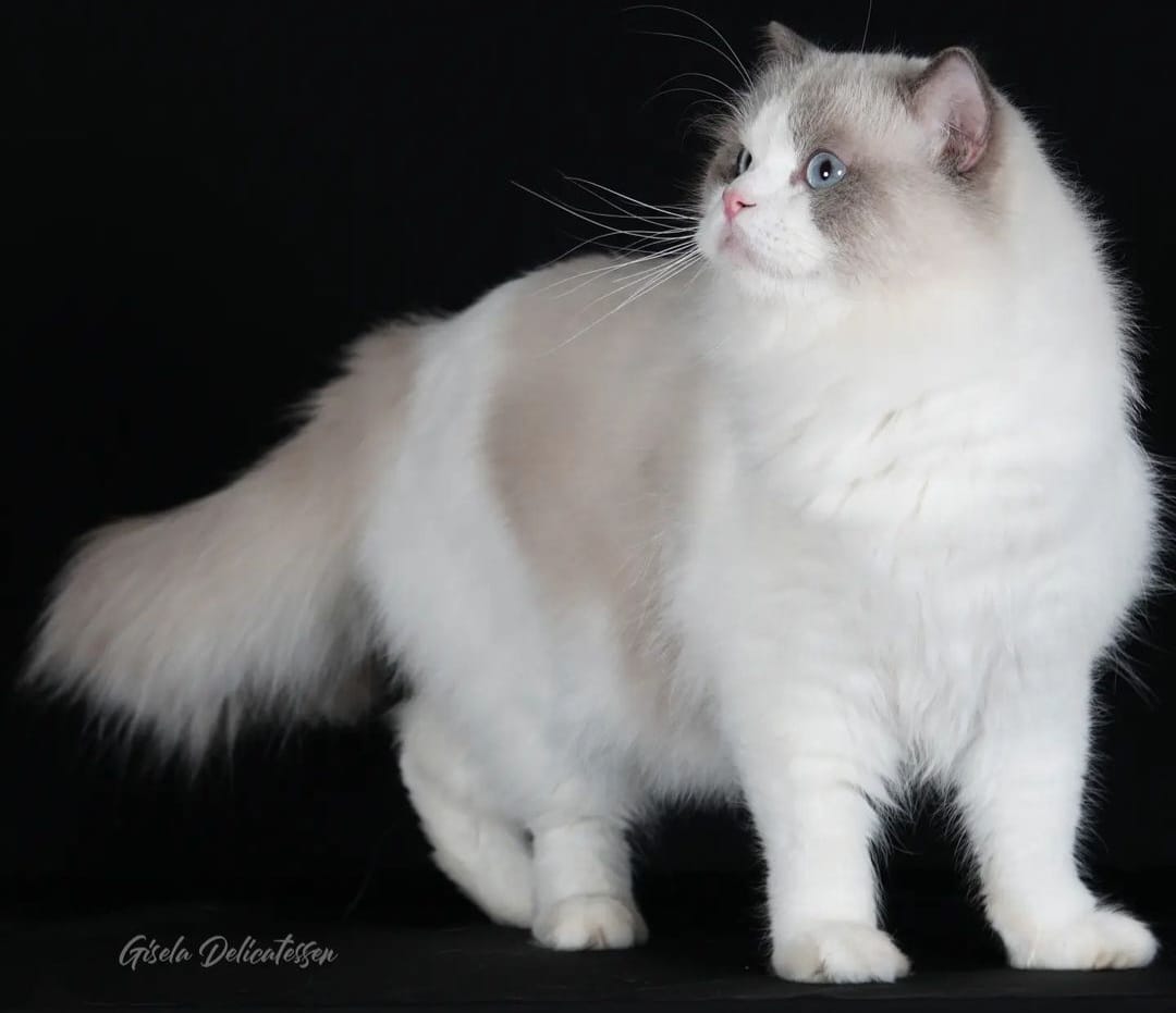 Picture of Belfi Beruthiel